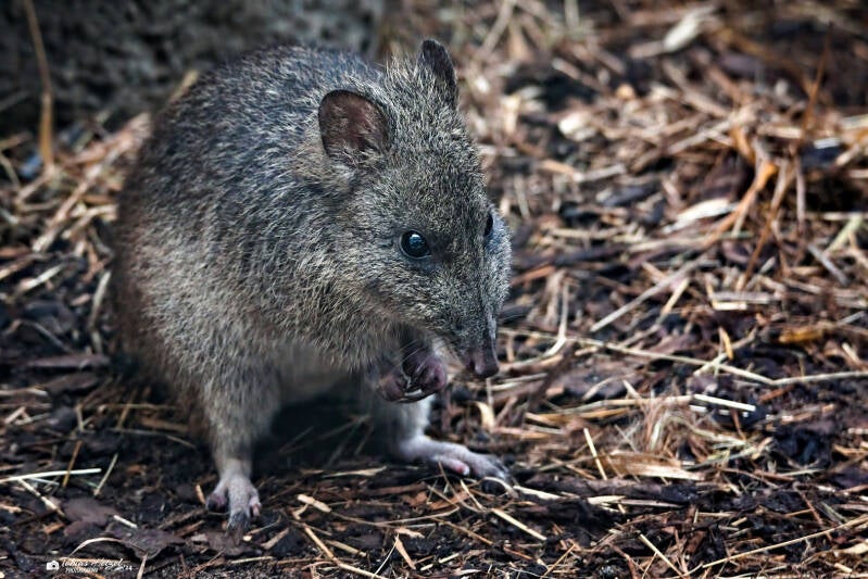 Tasmanien-Langschnauzen-Kaninchenkänguru | Zoo Prag | 18.08.2024