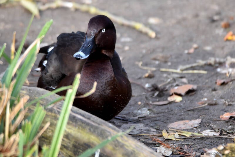 Tasmanmoorente | Kölner Zoo | 03.12.2023