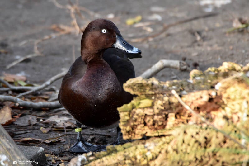 Tasmanmoorente | Kölner Zoo | 03.12.2023