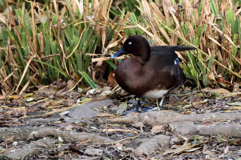 Tasmanmoorente | Kölner Zoo | 03.12.2023