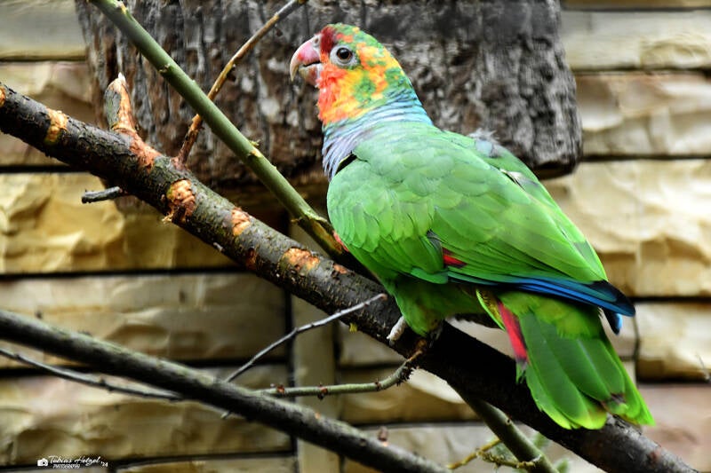 Taubenhalsamazone | Weltvogelpark Walsrode | 12.04.2021