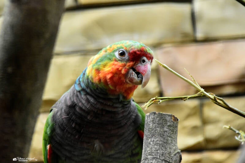 Taubenhalsamazone | Weltvogelpark Walsrode | 12.04.2021