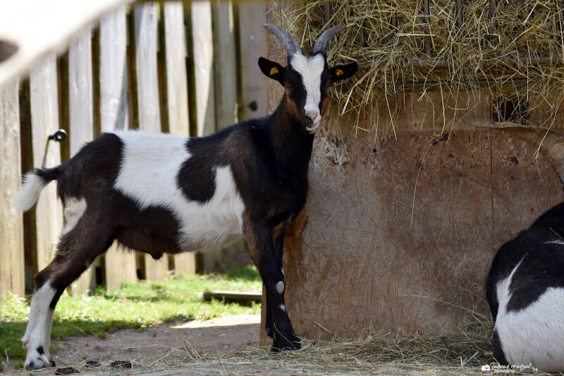 Tauernschecke | Vogelpark Schotten | 16.07.2022