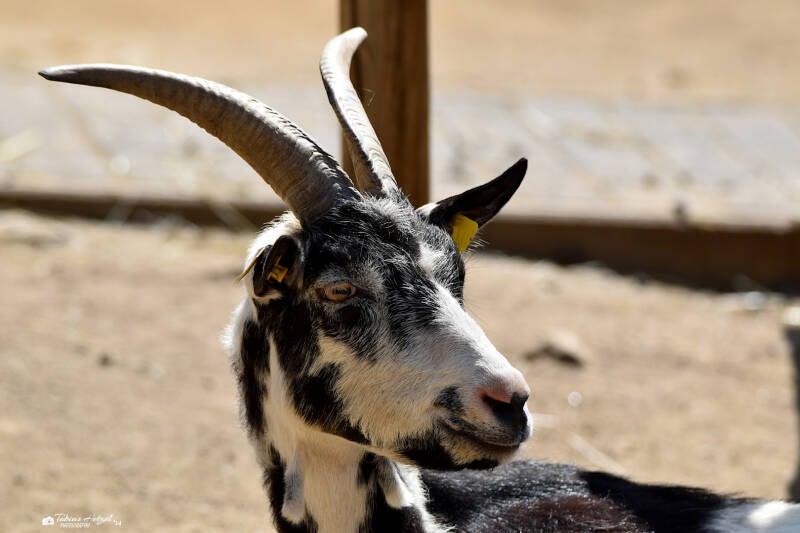 Tauernschecke | Vogelpark Schotten | 16.07.2022
