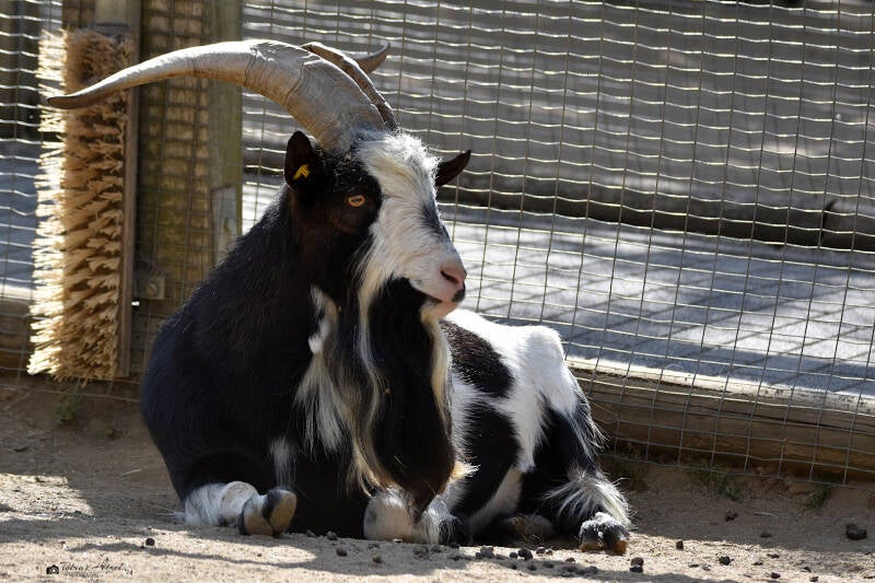 Tauernschecke | Vogelpark Schotten | 16.07.2022