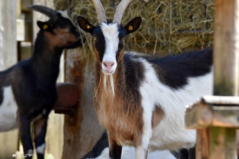Tauernschecke | Vogelpark Schotten | 16.07.2022