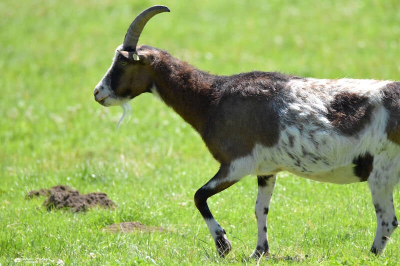 Tauernschecke | Haustierhof Reutemühle, Überlingen-Bambergen | 05.07.2020