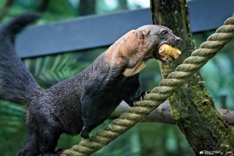 Tayra | Zoo Neuwied | 17.06.2024