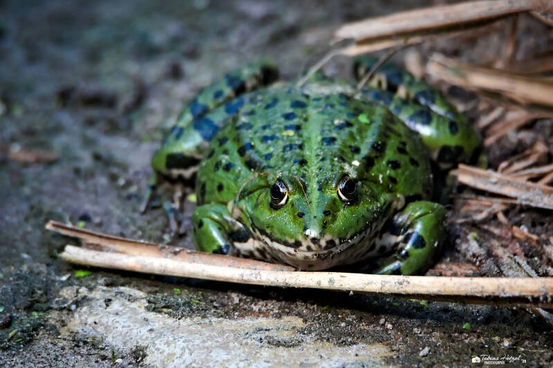 Teichfrosch | Zoo Frankfurt | 06.09.2025