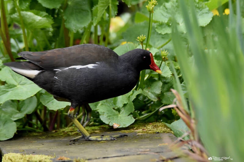 Teichhuhn (Nominatform) | Palmengarten Frankfurt | 21.04.2023
