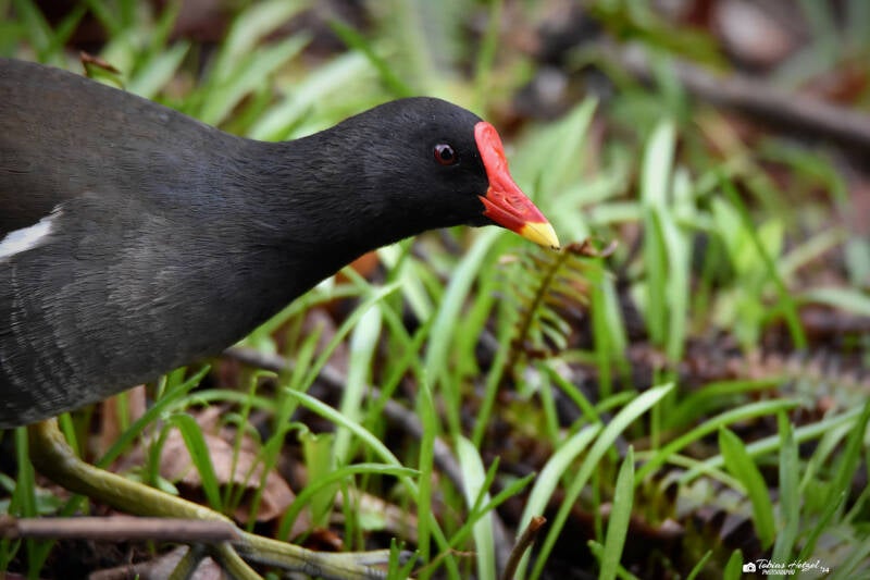 Teichhuhn (Nominatform) | Palmengarten Frankfurt | 21.04.2023