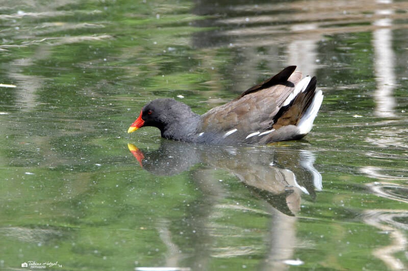 Teichhuhn (Nominatform) | Zoo Frankfurt | 17.08.2020