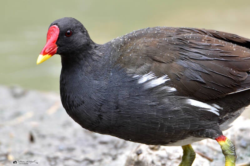 Teichhuhn (Nominatform) | Zoo Frankfurt | 17.08.2020