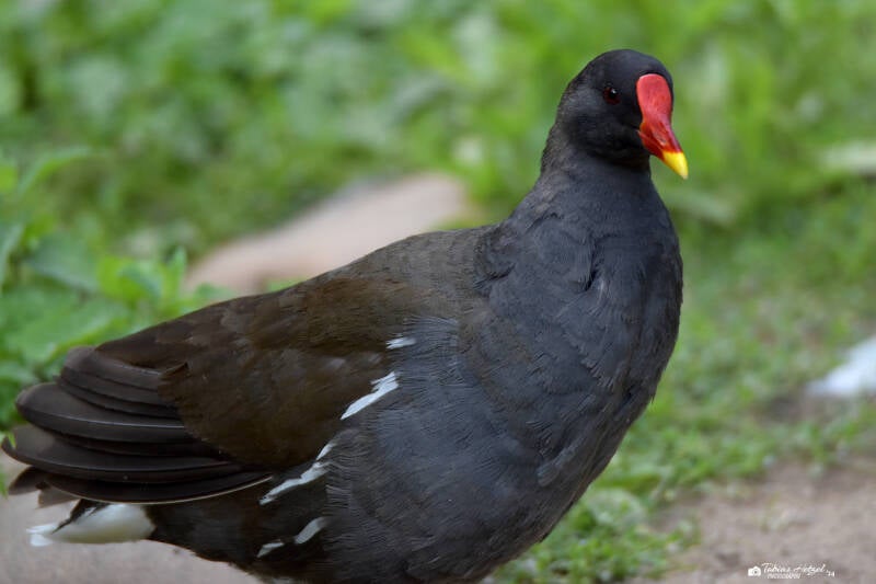 Teichhuhn (Nominatform) | Zoo Heidelberg | 22.06.2020