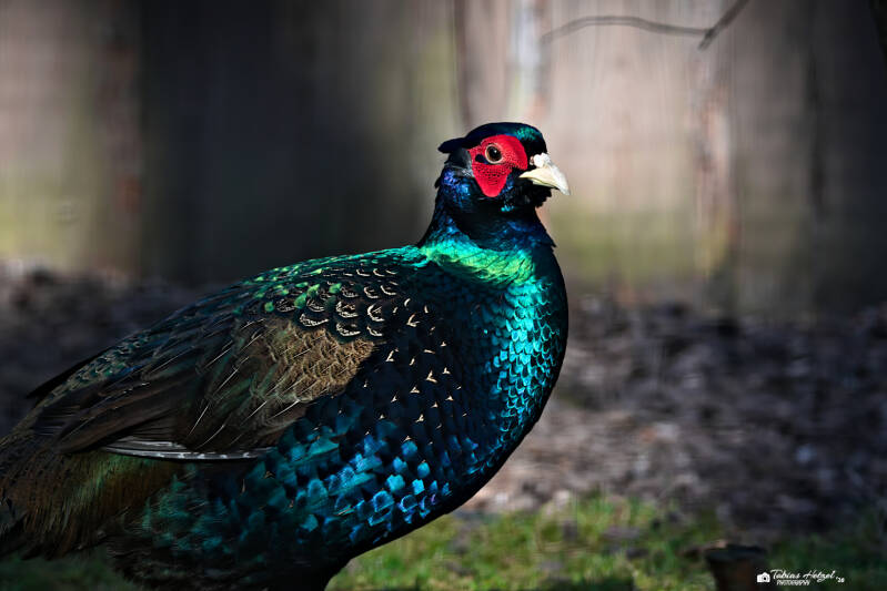 Tenebrosus-Schillerfasan | Wildpark Alte Fasanerie, Hanau Klein-Auheim | 01.03.2026