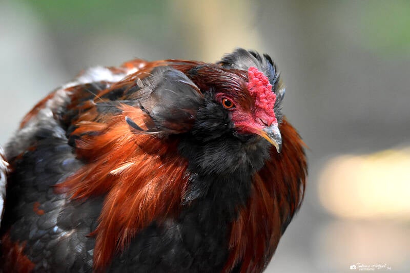 Araucana | Filmtierpark Eschede | 10.06.2023