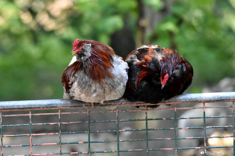 Araucana | Filmtierpark Eschede | 10.06.2023