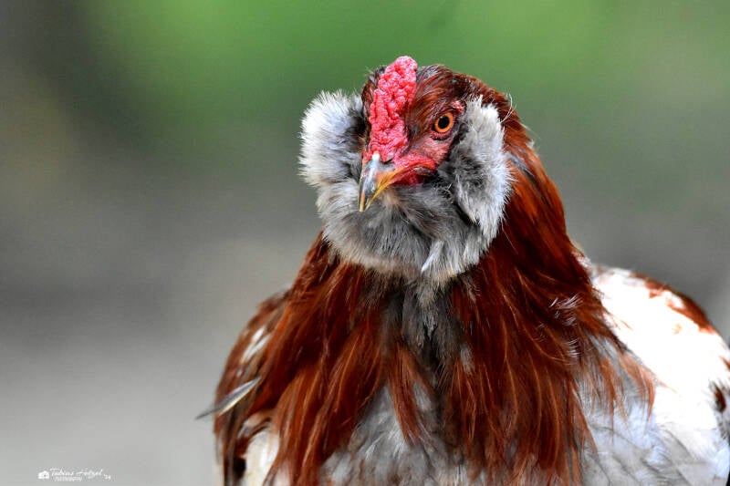 Araucana | Filmtierpark Eschede | 10.06.2023