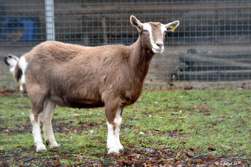 Thüringer Waldziege