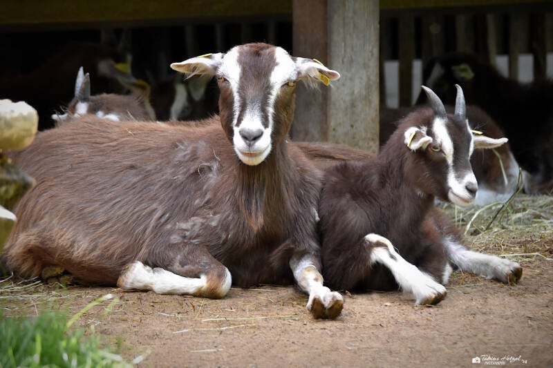 Thüringer Waldziege | Tiergarten Worms | 18.05.2023