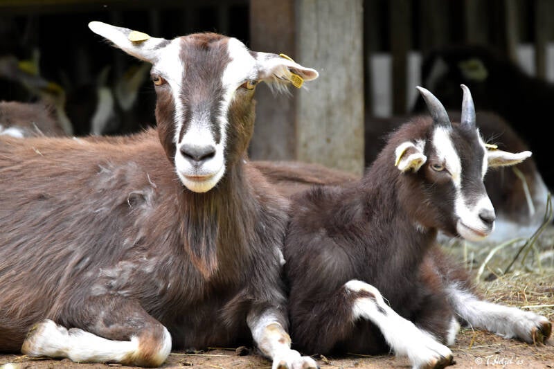 Thüringer Waldziege