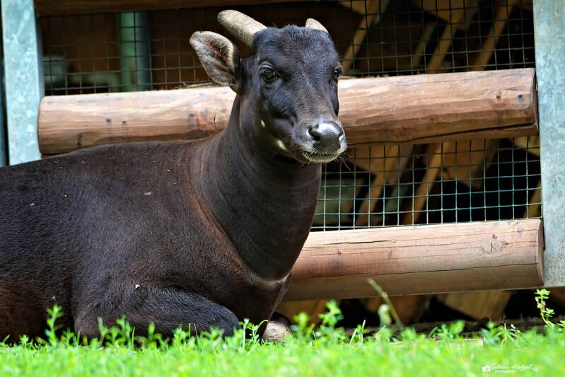 Tieflandanoa | Zoo Usti nad labem | 11.07.2025