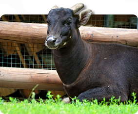 Tieflandanoa