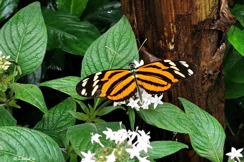 Tiger-Passionsblumenfalter