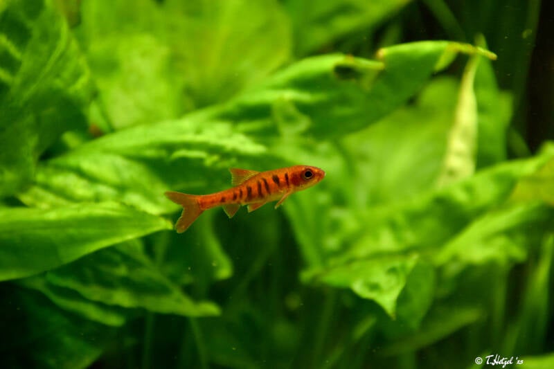 Tigerbarbe | Staatliches Museum für Naturkunde Karlsruhe | 09.03.2023