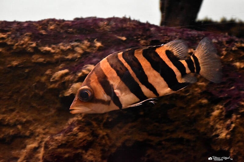 Tigerbarsch | Museum König, Bonn | 11.02.2024