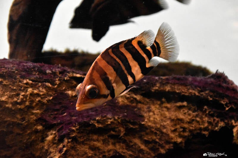 Tigerbarsch | Museum König, Bonn | 11.02.2024