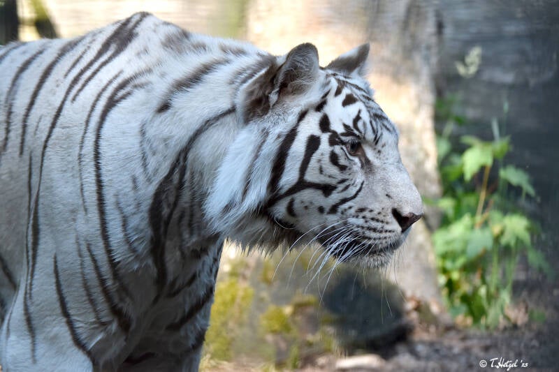 Weißer Tiger (kein Unterartenstatus)