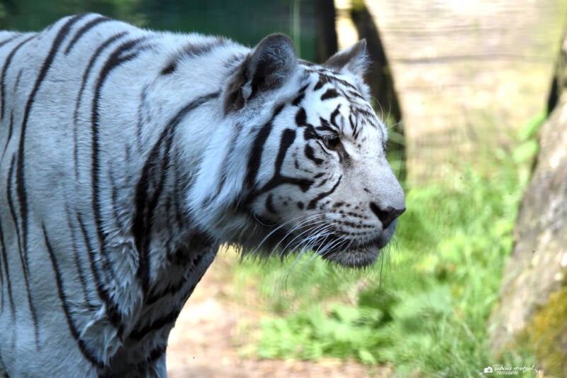Weißer Tiger | Filmtierpark Eschede | 10.06.2023