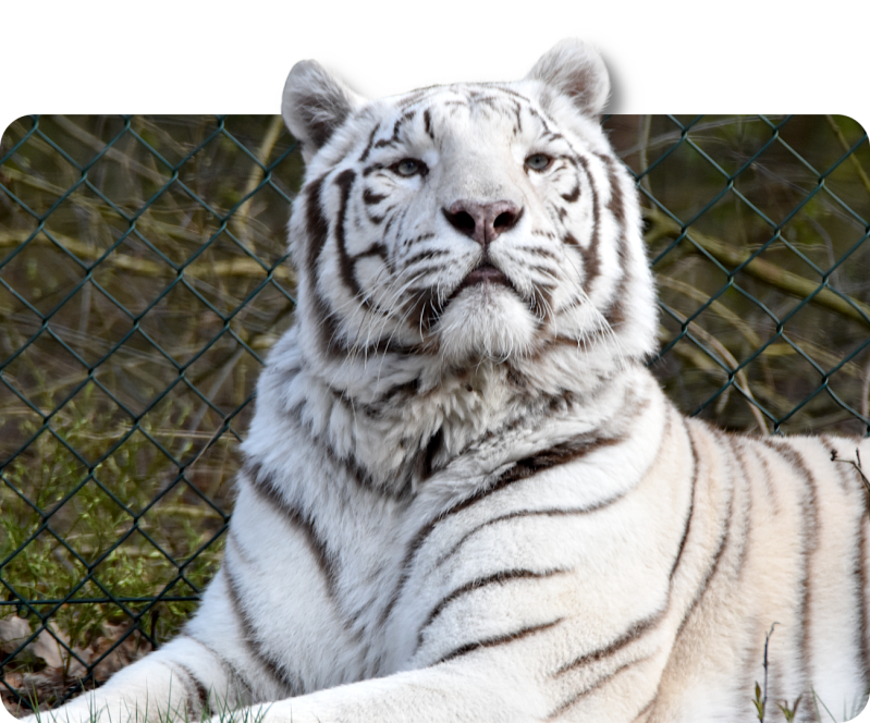 Weißer Tiger (kein Unterartenstatus)