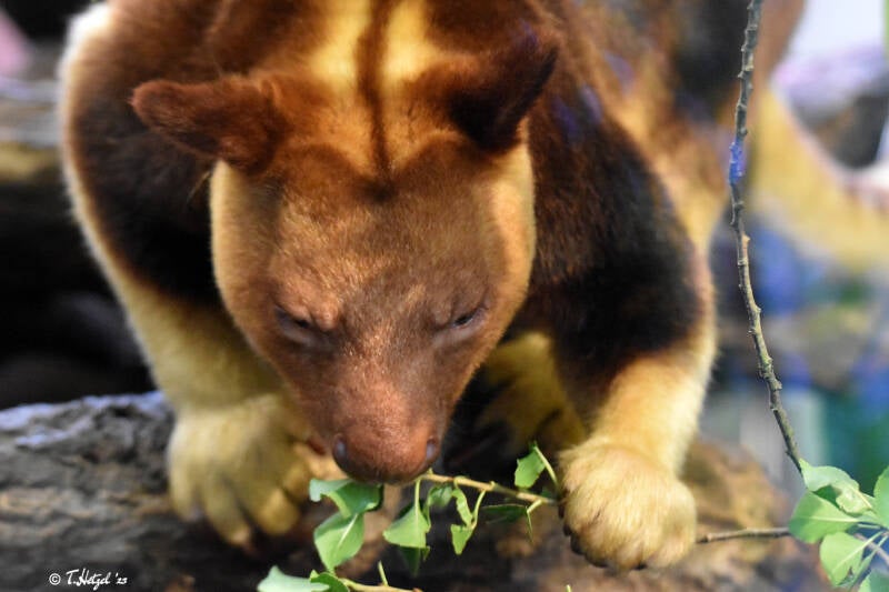 Timboyok-Baumkänguru | Zoo Frankfurt | 22.08.2021