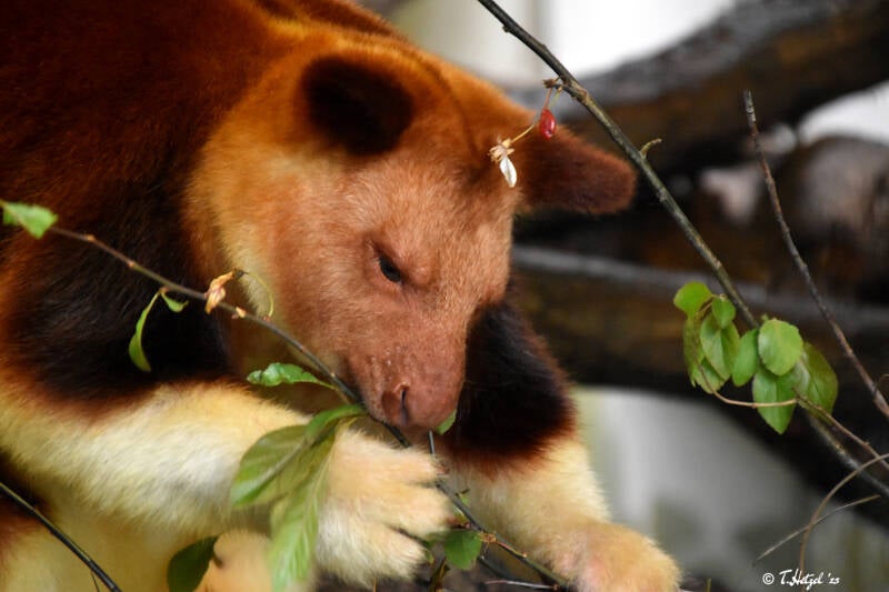 Timboyok-Baumkänguru