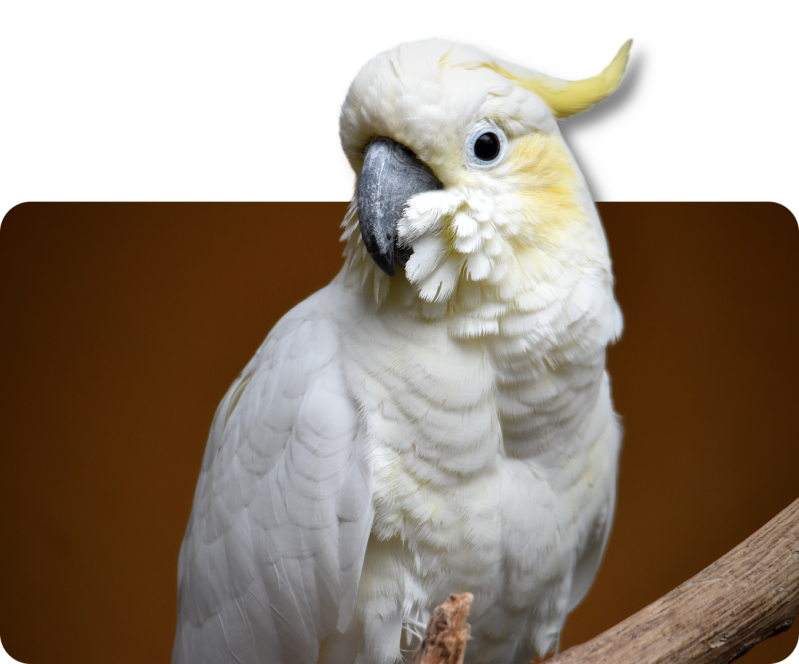 Timor-Gelbwangenkakadu