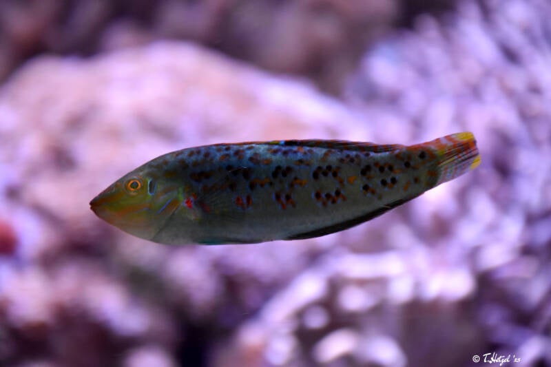 Timor-Junker | Tiergarten Nürnberg | 12.08.2023