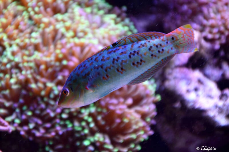 Timor-Junker | Tiergarten Nürnberg | 12.08.2023