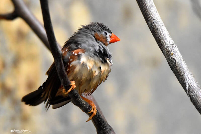 Sundaamadine | Zoo Wuppertal | 24.10.2021