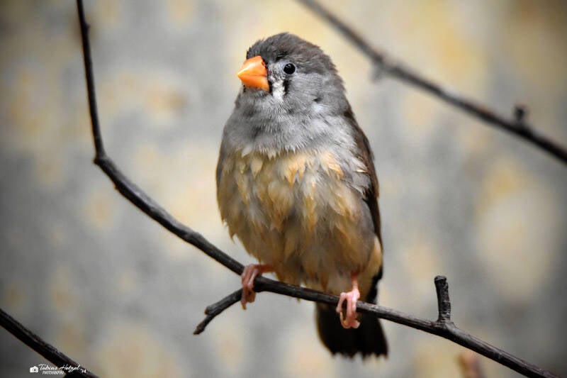 Sundaamadine | Zoo Wuppertal | 24.10.2021