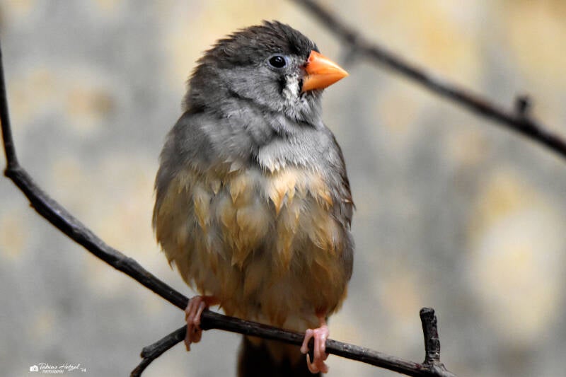 Sundaamadine | Zoo Wuppertal | 24.10.2021