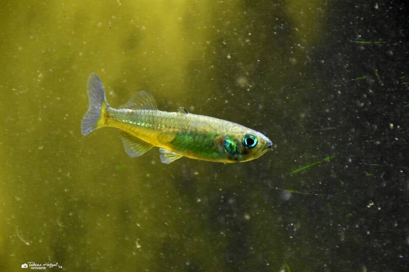 Towuti-Sonnenstrahlenfisch | Kölner Zoo | 03.12.2023