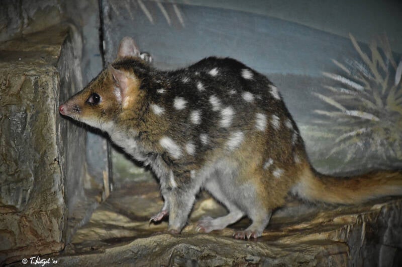 Tüpfelbeutelmarder | Zoo Frankfurt | 10.03.2022