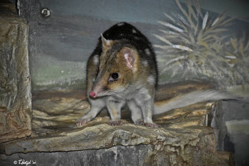 Tüpfelbeutelmarder | Zoo Frankfurt | 10.03.2022