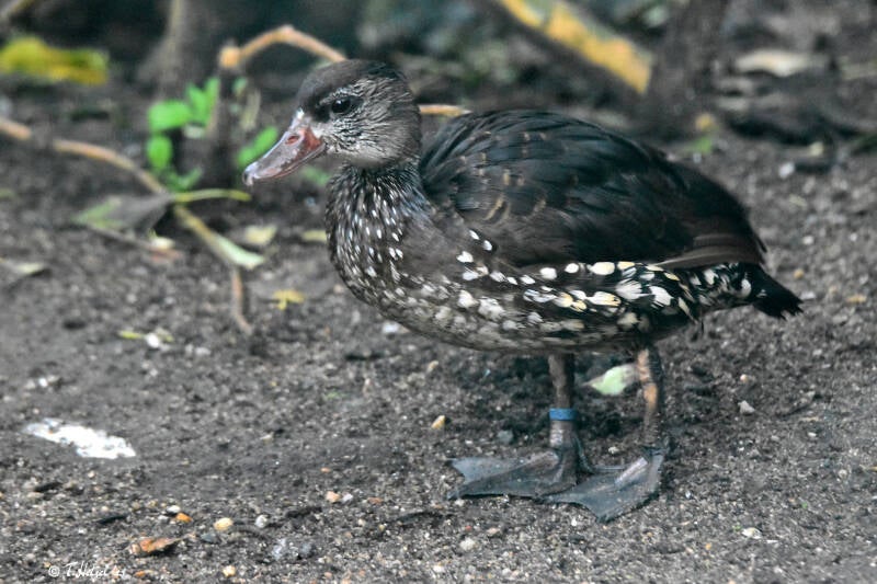 Tüpfelpfeifgans | Zoo Plzen | 17.09.2022