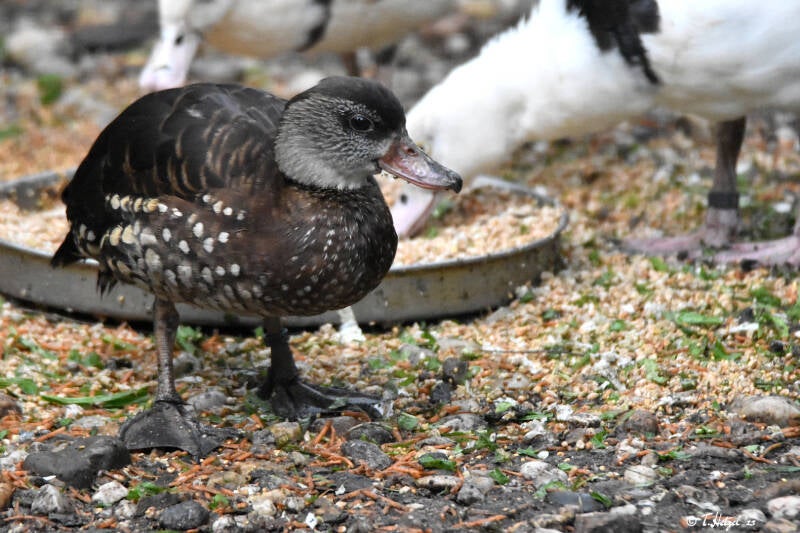 Tüpfelpfeifgans | Zoo Plzen | 17.09.2022