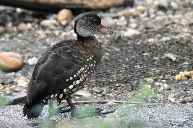 Tüpfelpfeifgans | Zoo Plzen | 17.09.2022
