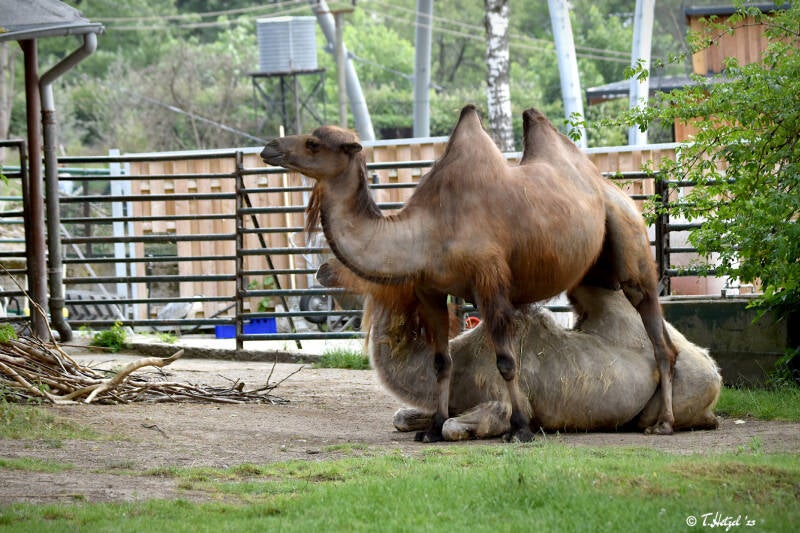 Trampeltier | Zoo Duisburg | 06.06.2022