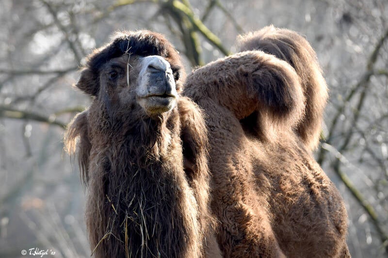 Trampeltier | Zoo Saarbrücken | 18.12.2020